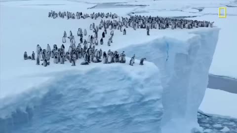 ⚡⚡Hundreds of baby penguins have thrown themselves off a 15-metre-high block of ice!
