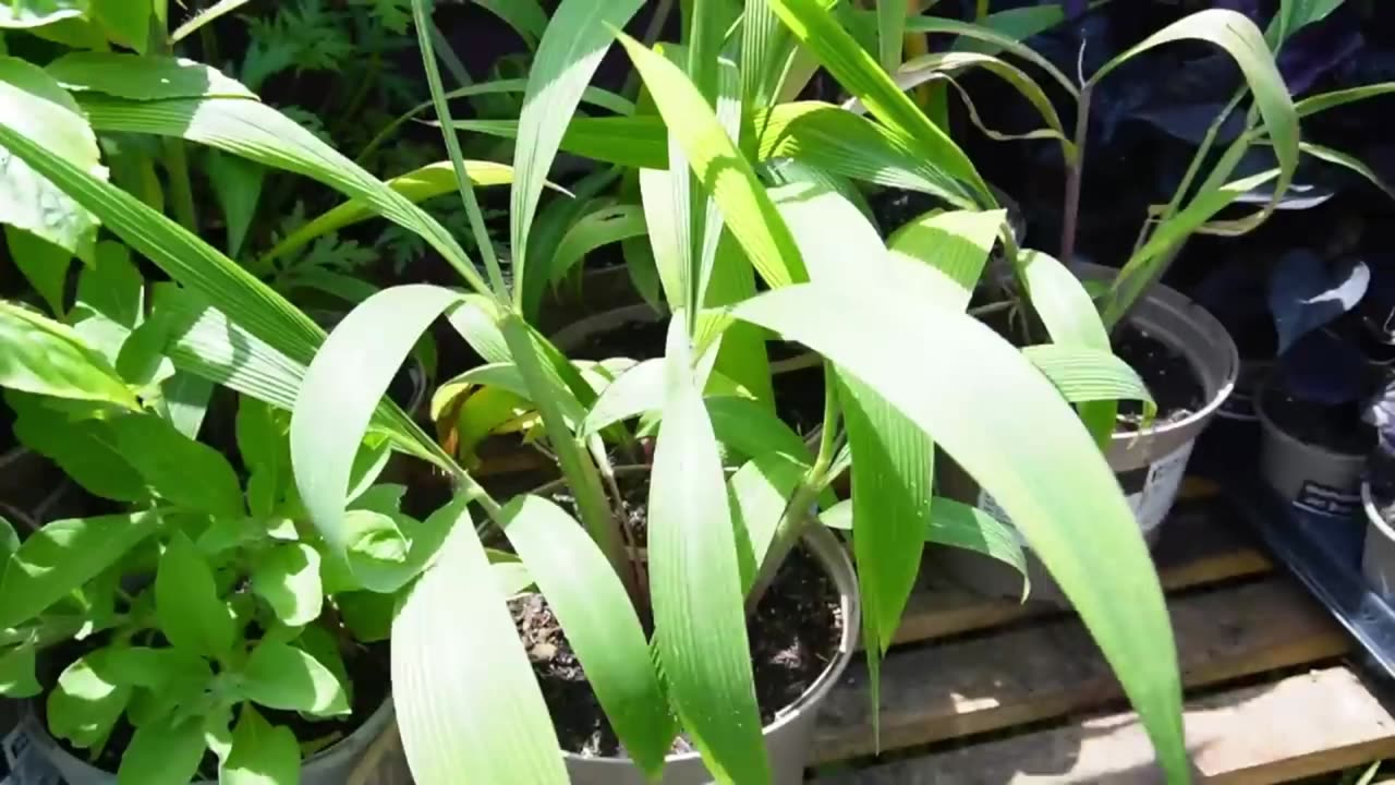 Relaxing Gardening Stream Show