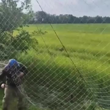 Ukrainians Help a Deer Stuck in Anti-Drone Barrier