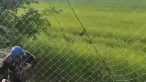 Ukrainians Help a Deer Stuck in Anti-Drone Barrier