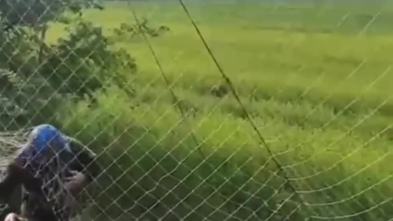 Ukrainians Help a Deer Stuck in Anti-Drone Barrier