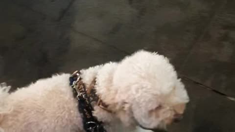 Walk past another dog