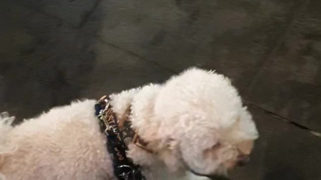 Walk past another dog