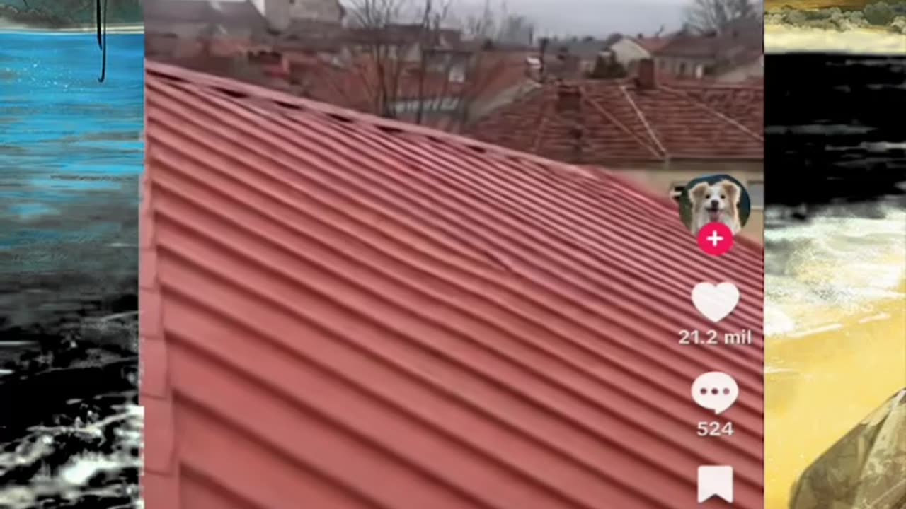 Just shorts videos - Follow 😜😋!!!!!!!