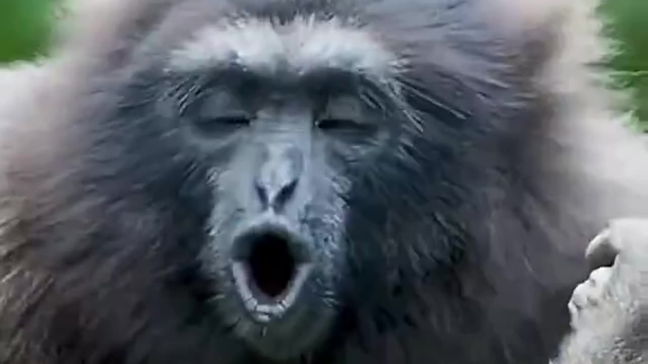Monkey Sounds