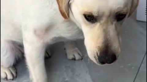 Dog's vs cat's comedy Videos 🤣 so cute videos 😍