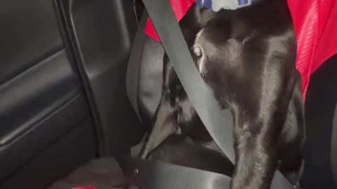 Passenger Pup Securely Buckled In