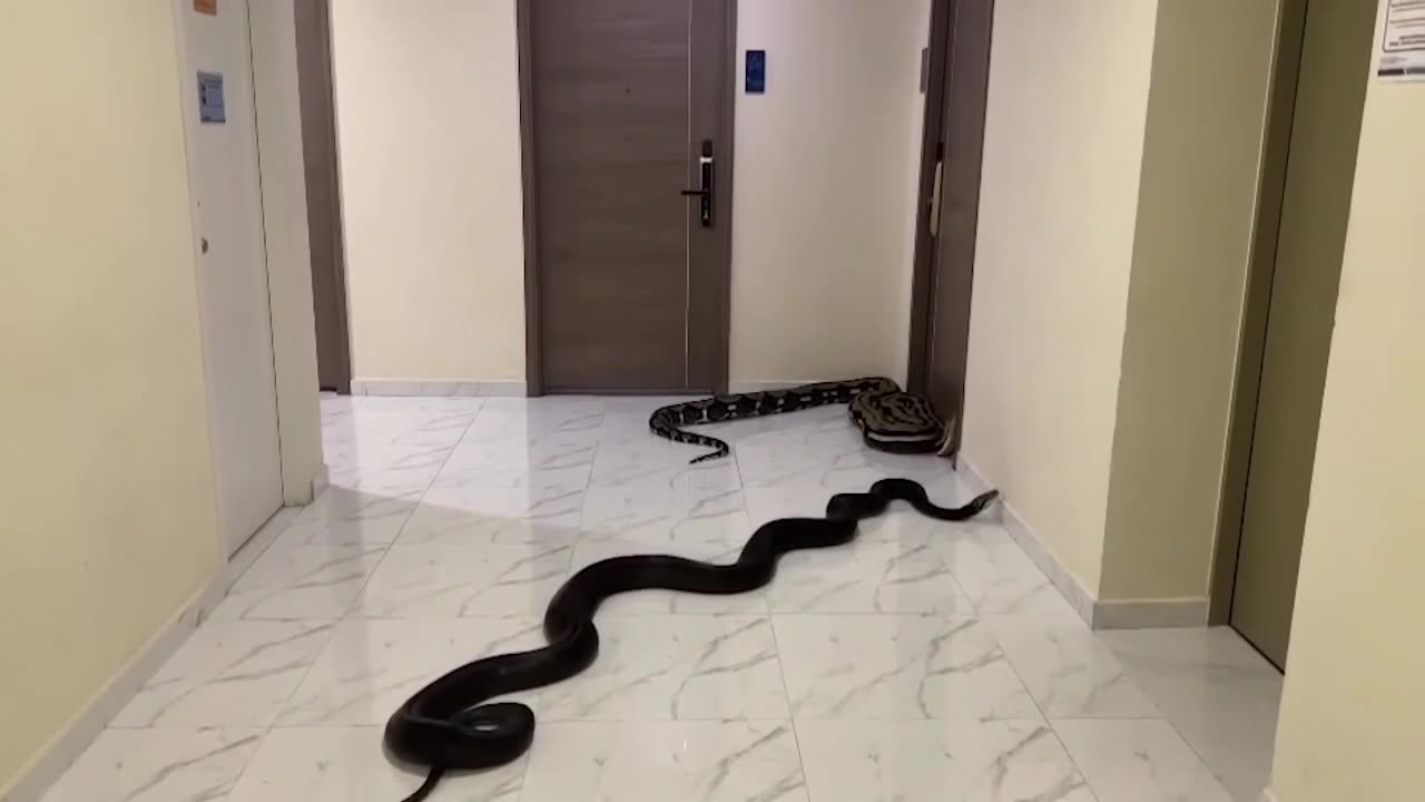 Dos serpientes gigantes se cuelan en edificio de Bangkok