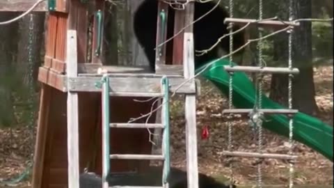 Bear loves the slide.. 😊