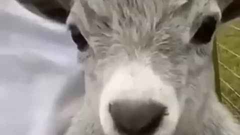 Laugh out loud, with these funny animals.