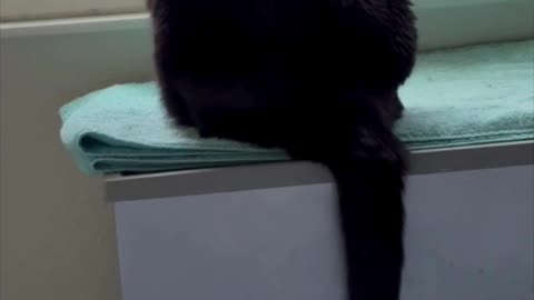 Cute Precious Piper Practices Holding Her Tail Straight - Adopting a Cat from a Shelter Vlog #shorts