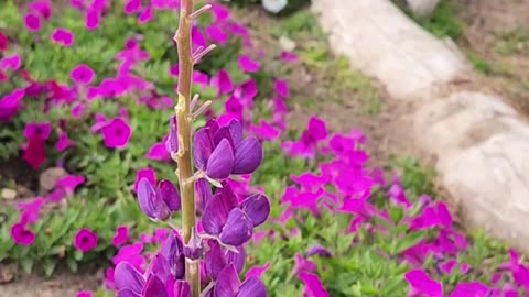 The Garden A Delphinium Lupine Multi-Campus turn 3 year 3