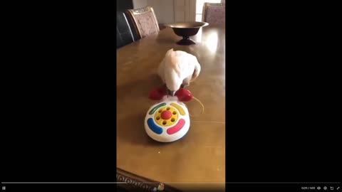 Quick SMile: Birds can entertain us all - clips, That slide one was awesome