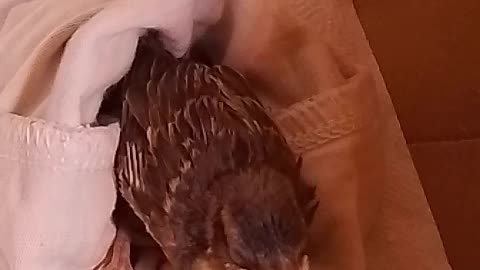 A pet for a few weeks...