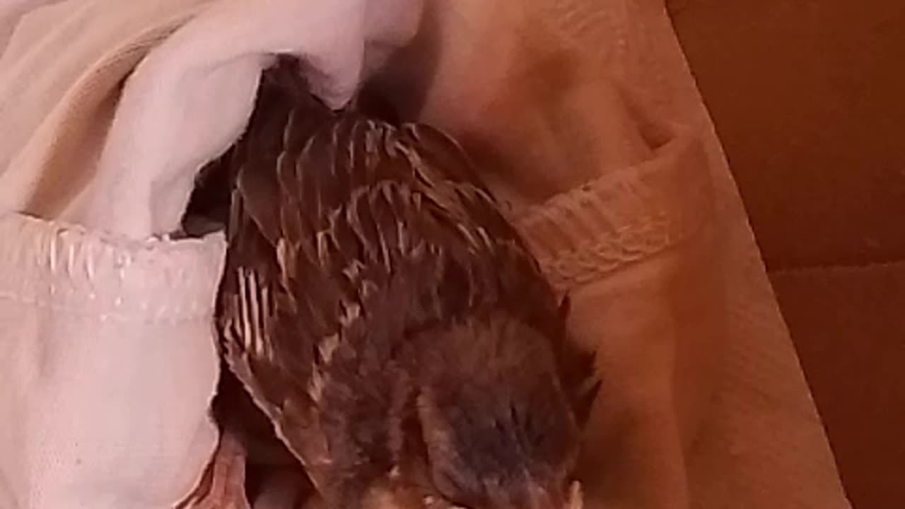 A pet for a few weeks...