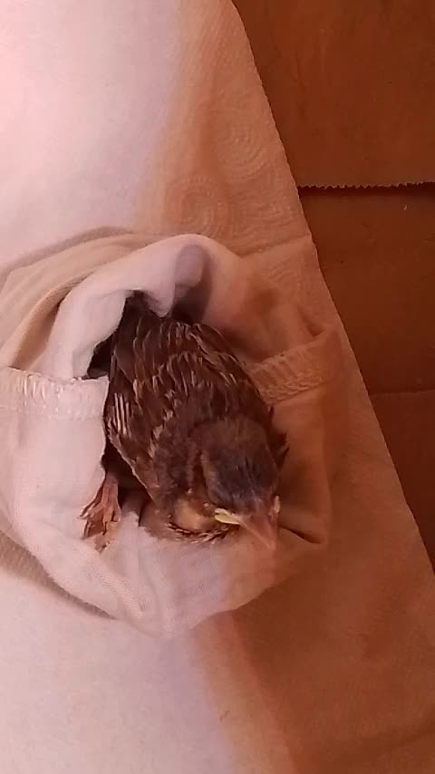 A pet for a few weeks...