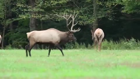 Best Elk Bugle
