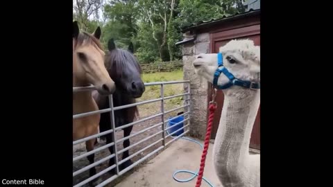 Funny animals
