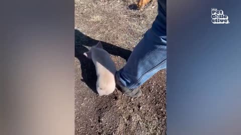 FUNNIEST Cat Dogs Animal Videos 🐶😸🐒 of 2025...So Far 👌 BEST NEW 2025 Compilation😂 [Part3]😁