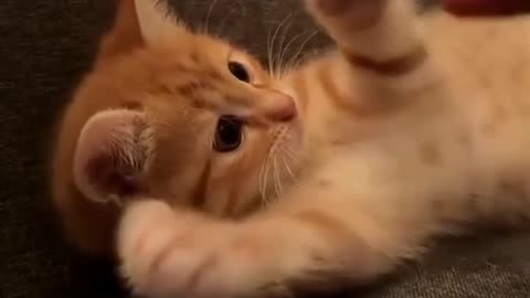 Adorable Cat Compilation You Can’t Stop Watching 😍