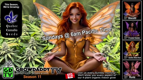 Join Us Every Sunday For Cannabis Grower Edutainment!
