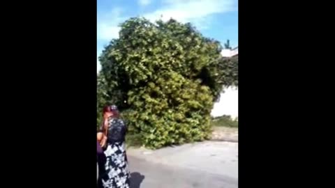 2013 - Queda da Arvore na Rua Casa Ilha da da Madeira - 15 e 16 de fevereiro