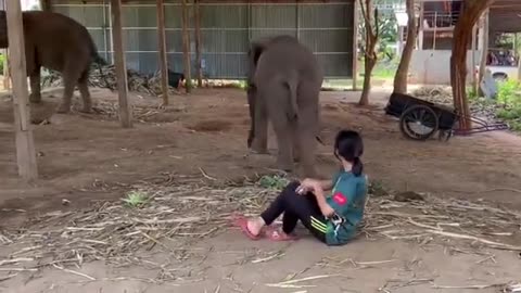 Love & Pet Elephants