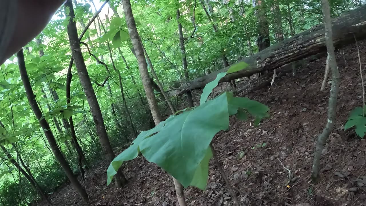 Can this retard make it to the tree before he touches lava Day: 9