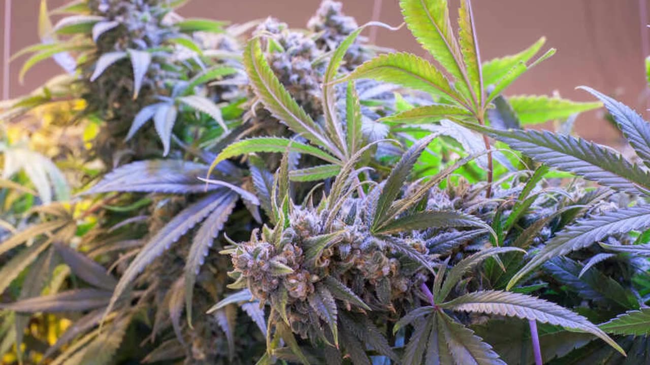 A beginners guide to Cannabis ep 35 old youtube