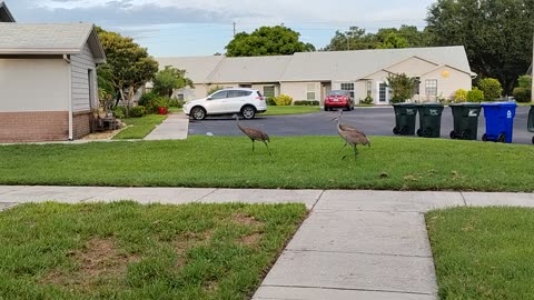 Sandhill cranes they're all over our golf Community.