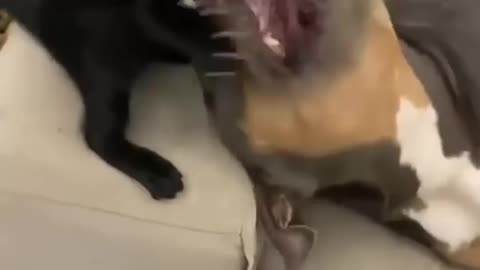 Funny animals😆 - Funniest Cats and Dogs Video🐕🐈284