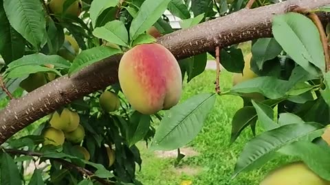 3rd year peaches