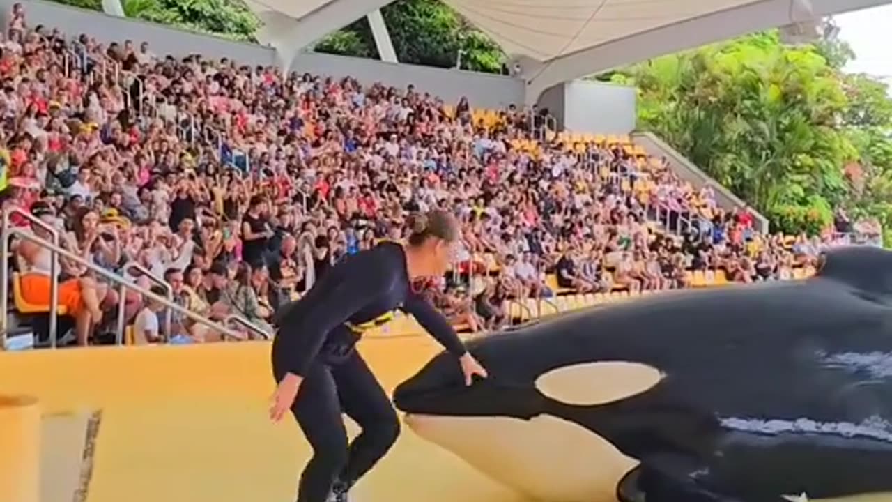 Femal vs shark fish dancing video 😂🤣 Very funny video..