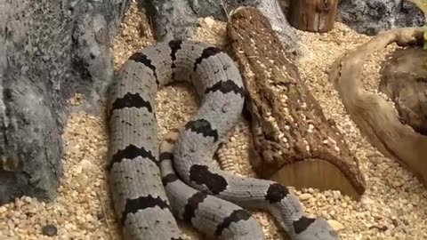 Banded Rock Rattlesnake at San Juan de Aragon Zoo in Mexico City