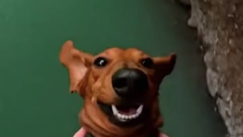 The Mischievous Dogs 🐾| funny dog 10