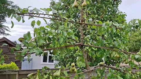 August Garden Tour: Perfect UK Garden Weather! Full Veggie Plot & Greenhouse Tour