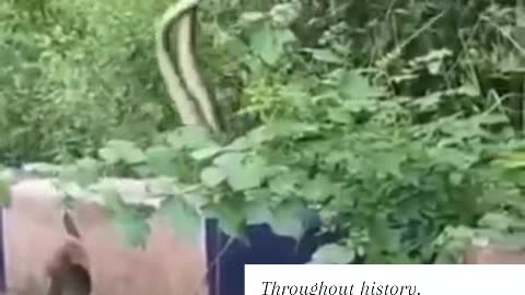 Snake dance 🐍🐉🐍😍