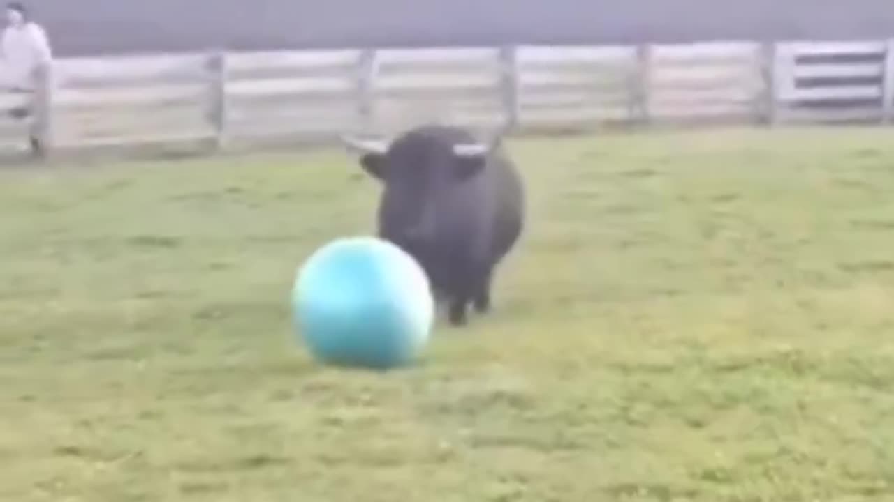 Little puppy having fun 🐮😊