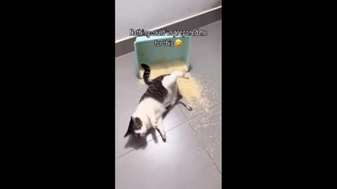 Daddy Goat 24/7 - Out Of Context Memes & Videos
