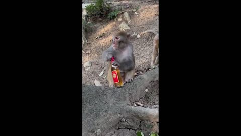 Daddy Goat 24/7 - Out Of Context Memes & Videos