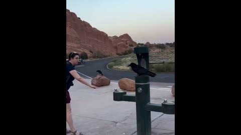 Daddy Goat 24/7 - Out Of Context Memes & Videos