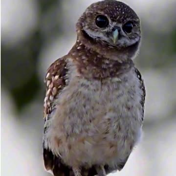 Whooo's Got Moves? 🦉😂🎶 | Sounds of Nature