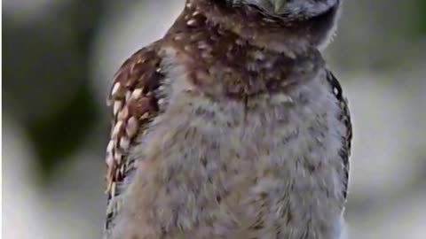 Whooo's Got Moves? 🦉😂🎶 | Sounds of Nature