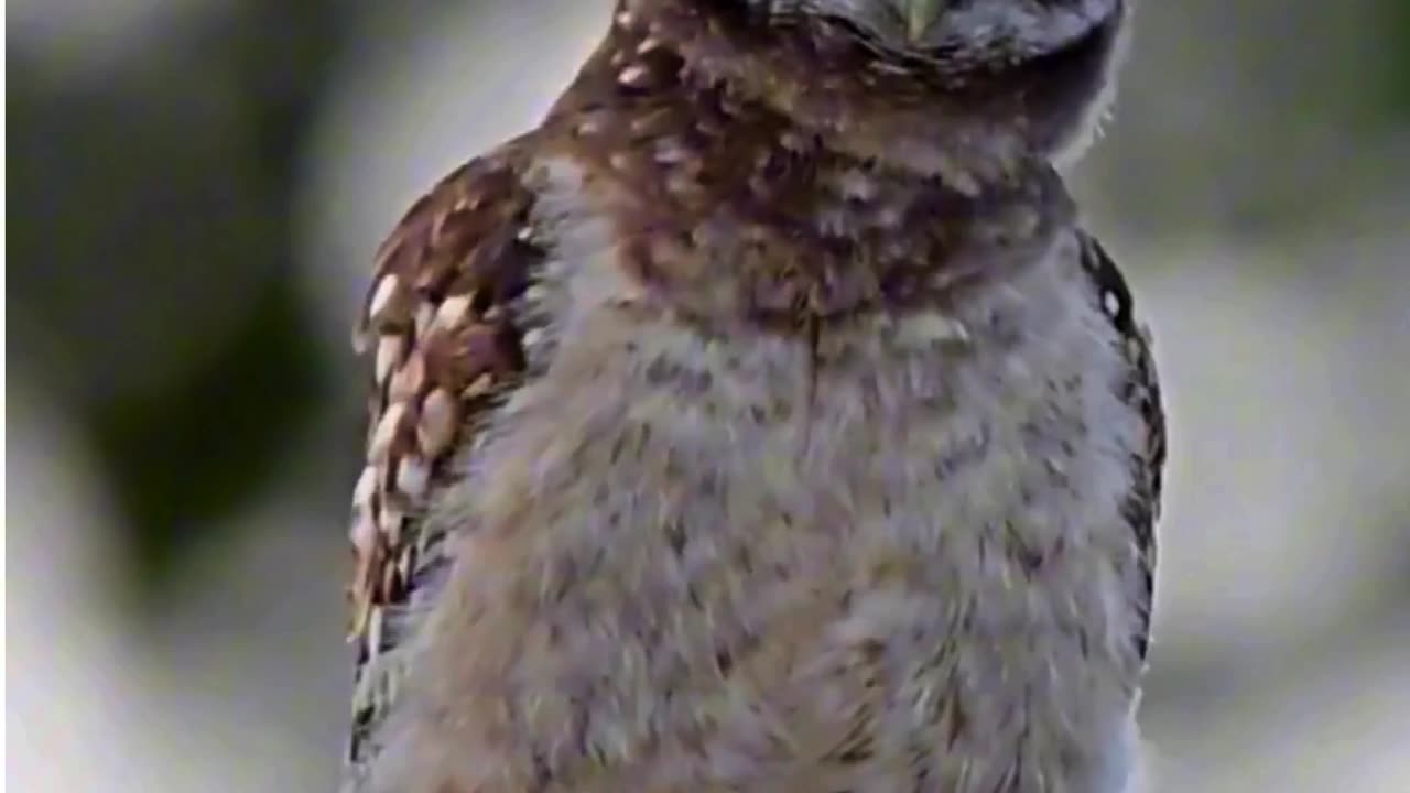 Whooo's Got Moves? 🦉😂🎶 | Sounds of Nature