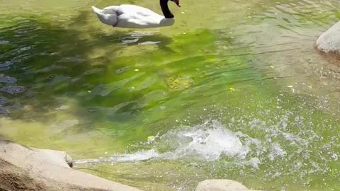 swan