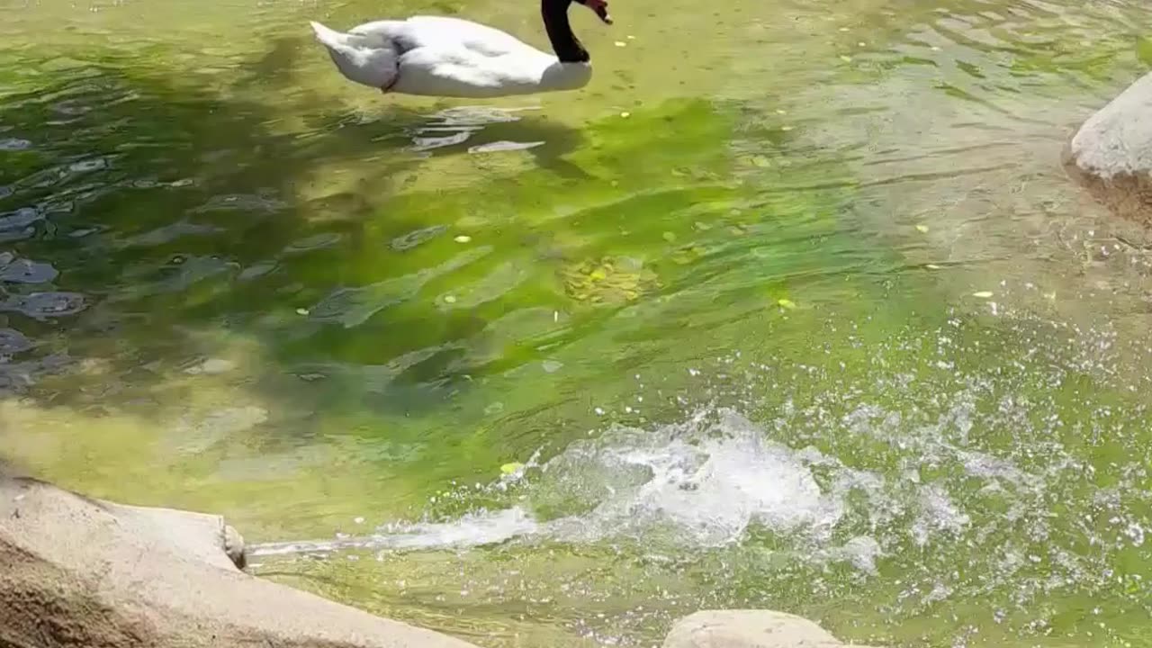 swan