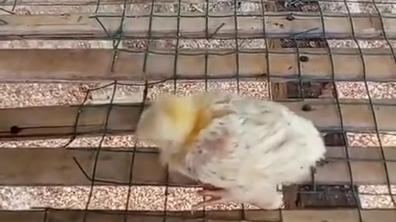 Dancing chicken