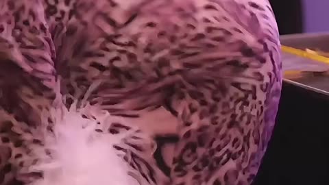 Queen vee bosset