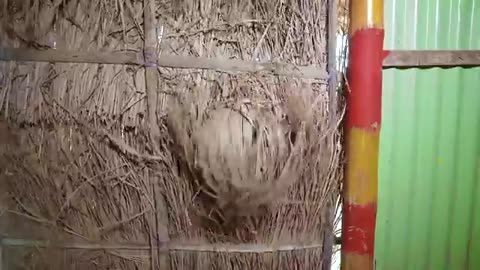 best funny video