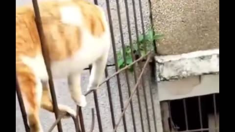 Funny cats Has Stopped Working | This Cat Just Won the Internet Today 😂 #CatTok